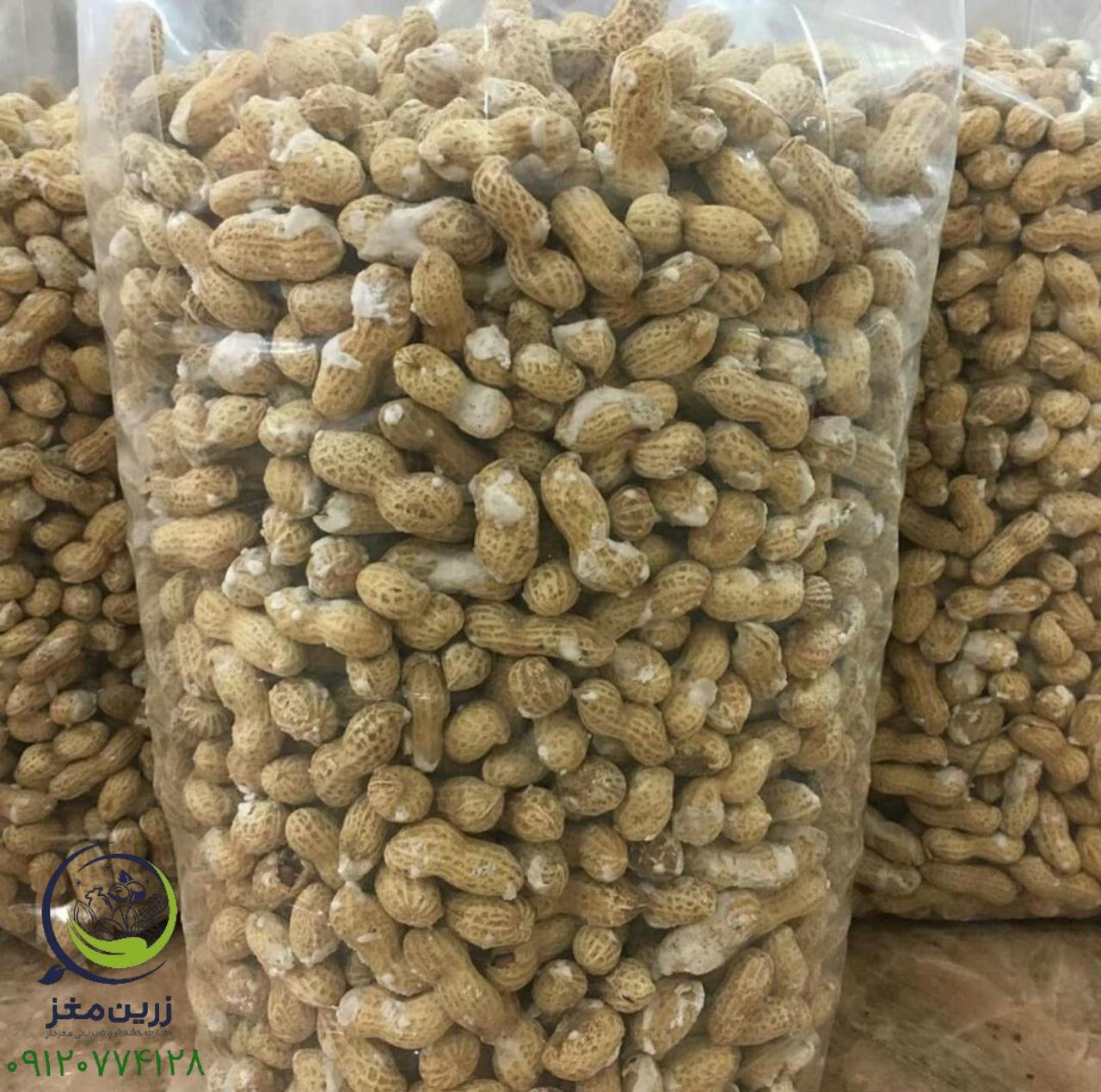 صادرات بادام زمینی  به کشورهای عربی